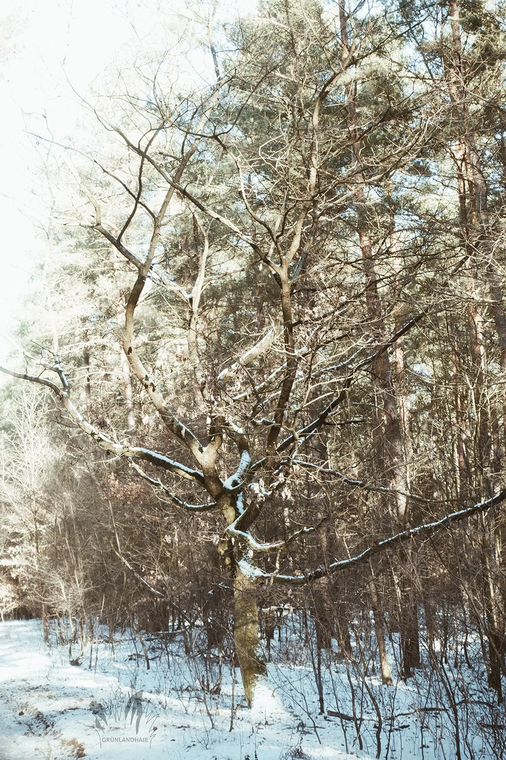 Lr_-02604_cpyr.jpg