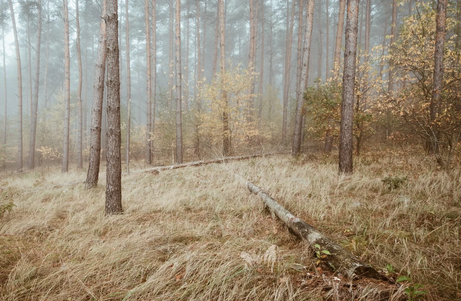 Lr_-02496_cpyr.jpg