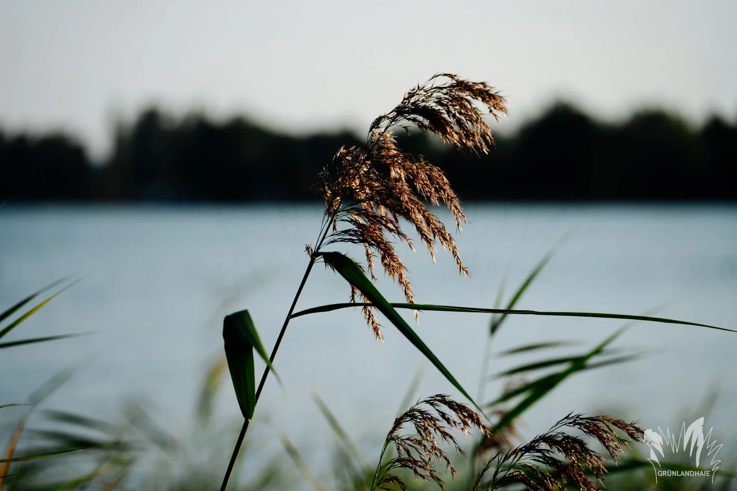 Lr_1500insta_01764_wasserzeichen.jpg