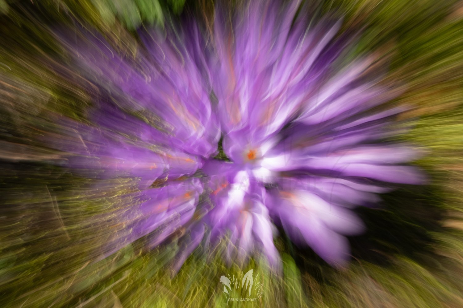 Lr_-01774_cpyr.jpg