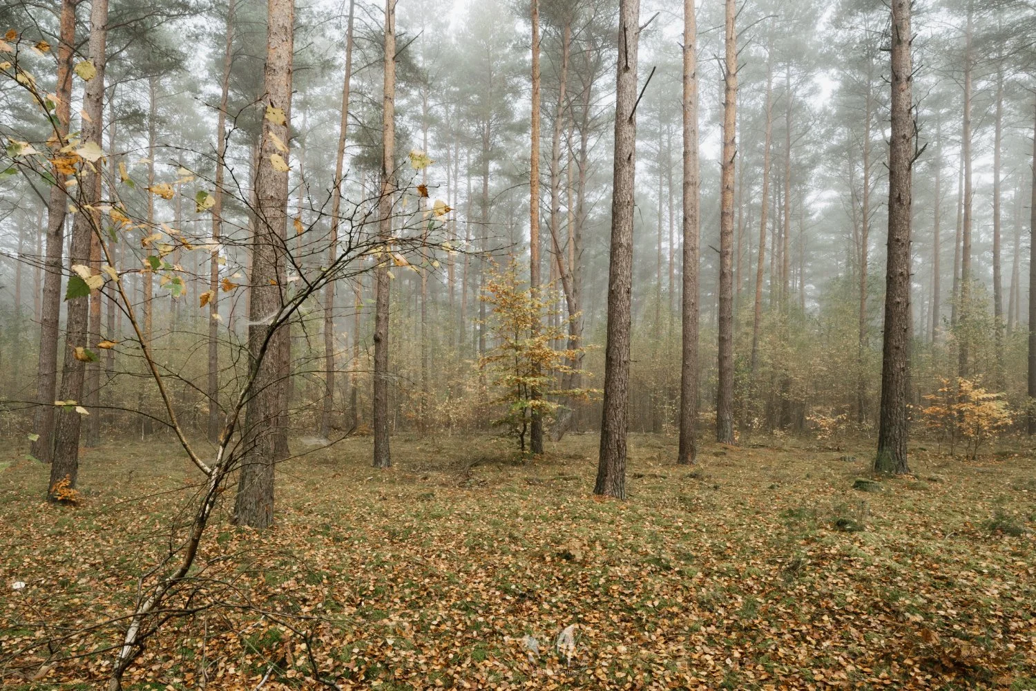 Lr_-02508_cpyr.jpg