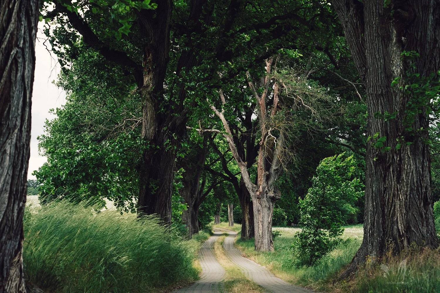 Bäume_Trees