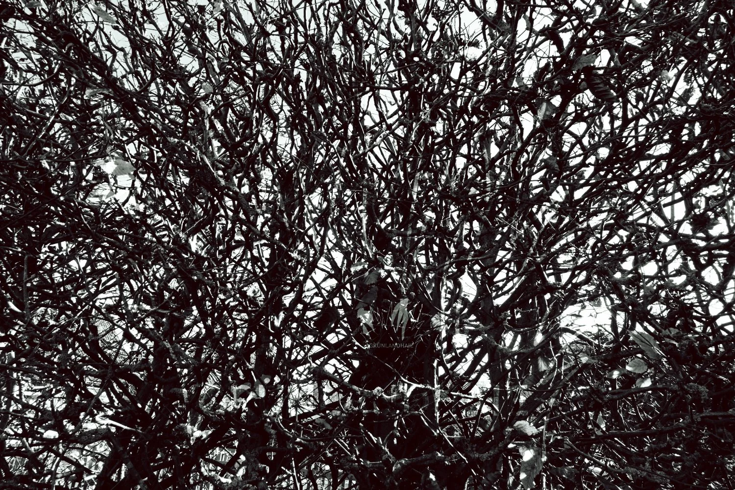 Lr_-01116_cpyr.jpg