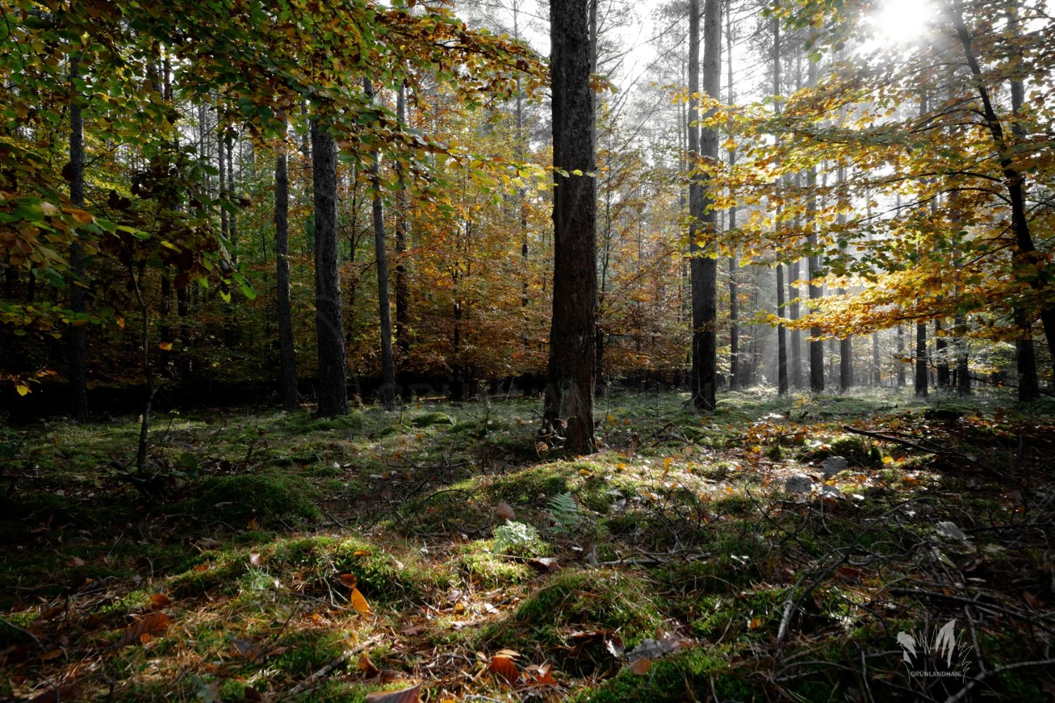 Lr-02628_wasserzeichen.jpg