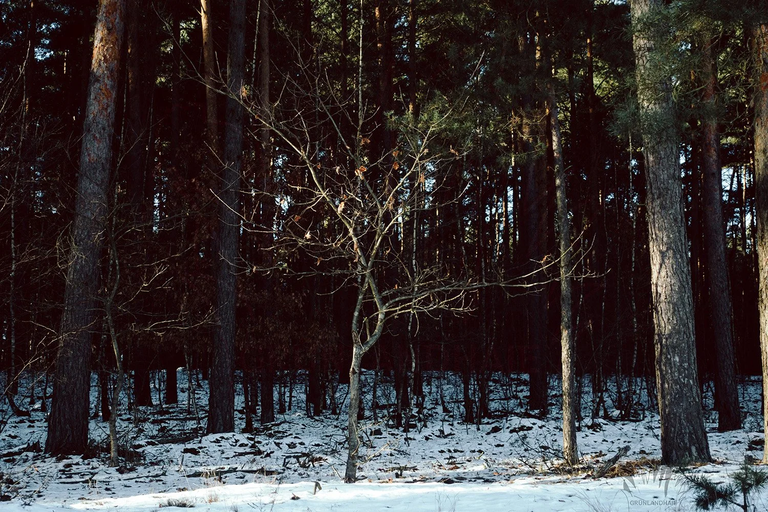 Lr_-02710_cpyr.jpg