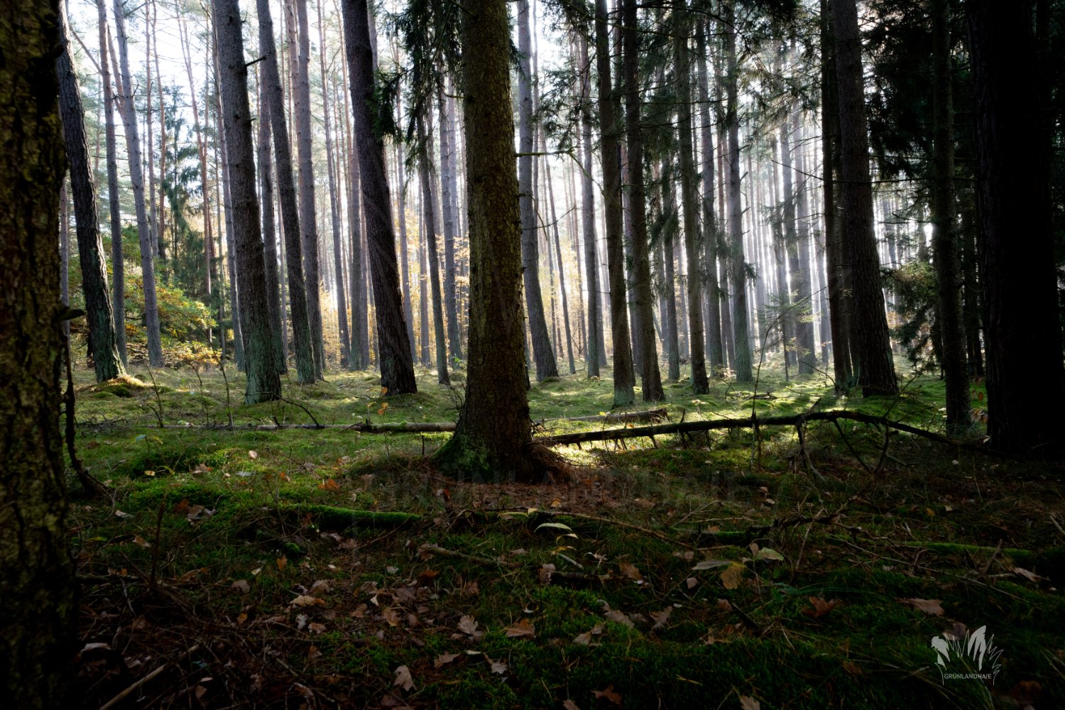 Lr-02642_wasserzeichen.jpg