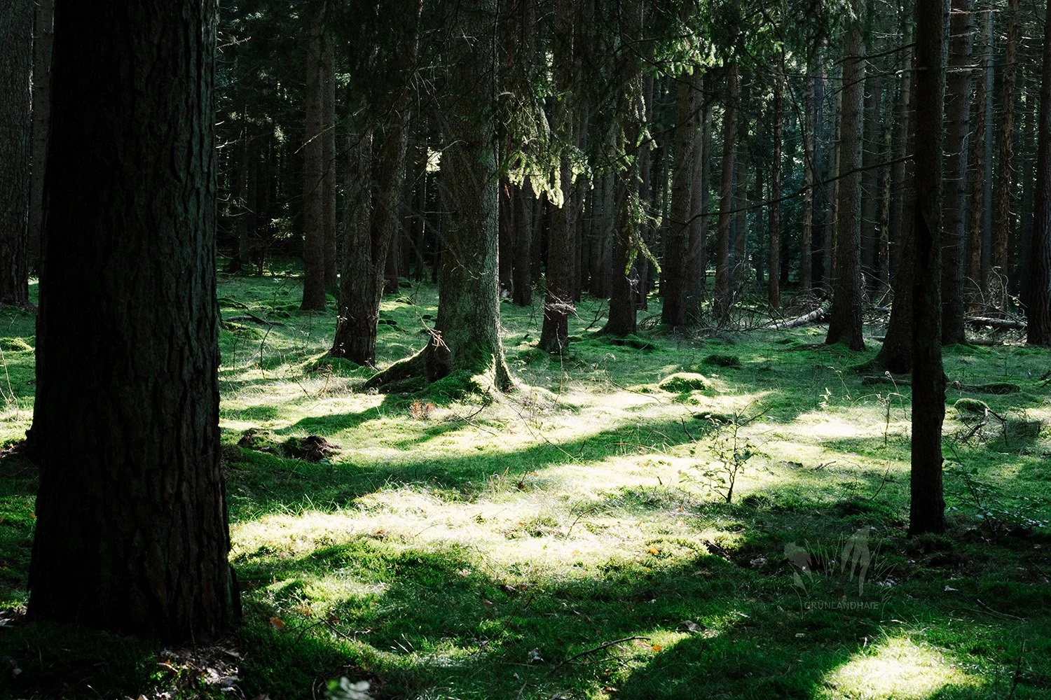 Lr_-04667_cpyr.jpg