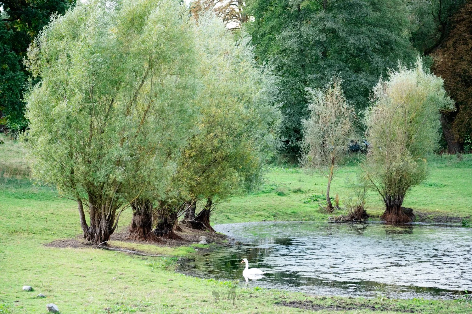 Lr_-02050_cpyr.jpg