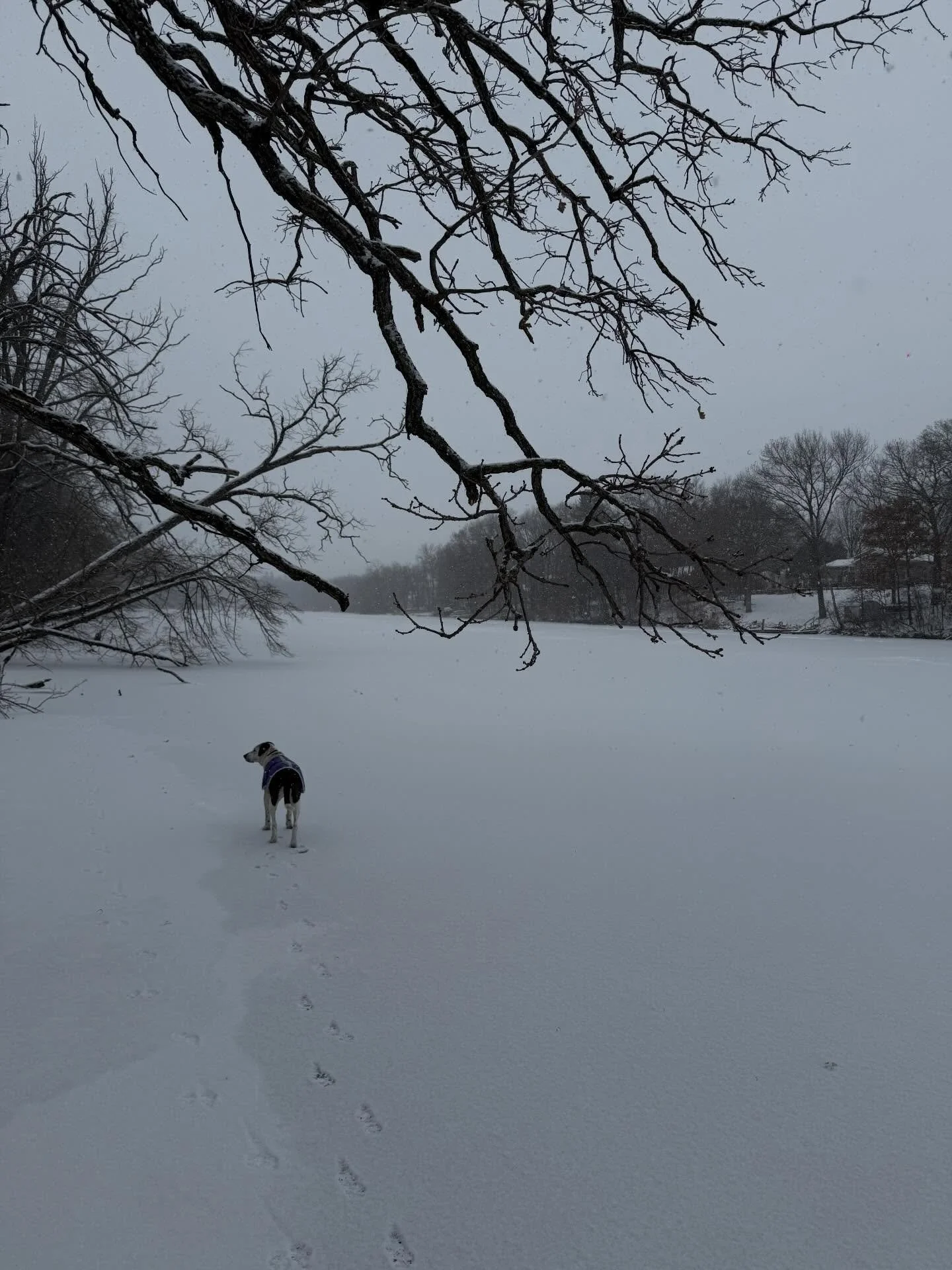 We are deep wintering over here. Catching up on movies, sleeping, watching the shitshow and wincing, getting by and through. The kiln is buried in the cold and we are dreaming of next season. What we&rsquo;ll do, and learn, grow and grow from. We wil
