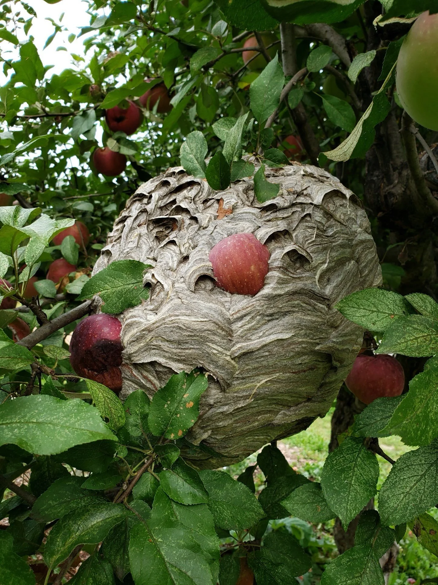 It&rsquo;s barely late August and the late summer is loud with ever-present cicadas. The trees are loaded, it amazes (and overwhelms) us every year. It&rsquo;s a time of peacefulness before the fury of harvesting, gathering, and savoring every last f