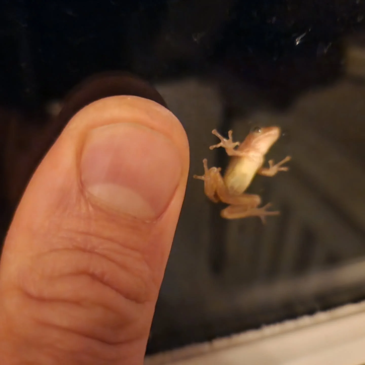 This tiny frog and I would like to remind you that you can PICK YOUR OWN APPLES starting RIGHT NOW at the Cat Fish orchard. FREE, as always. Any time of day (or night, I guess, if you're quiet). Bring your own bag and your arm, or something else that