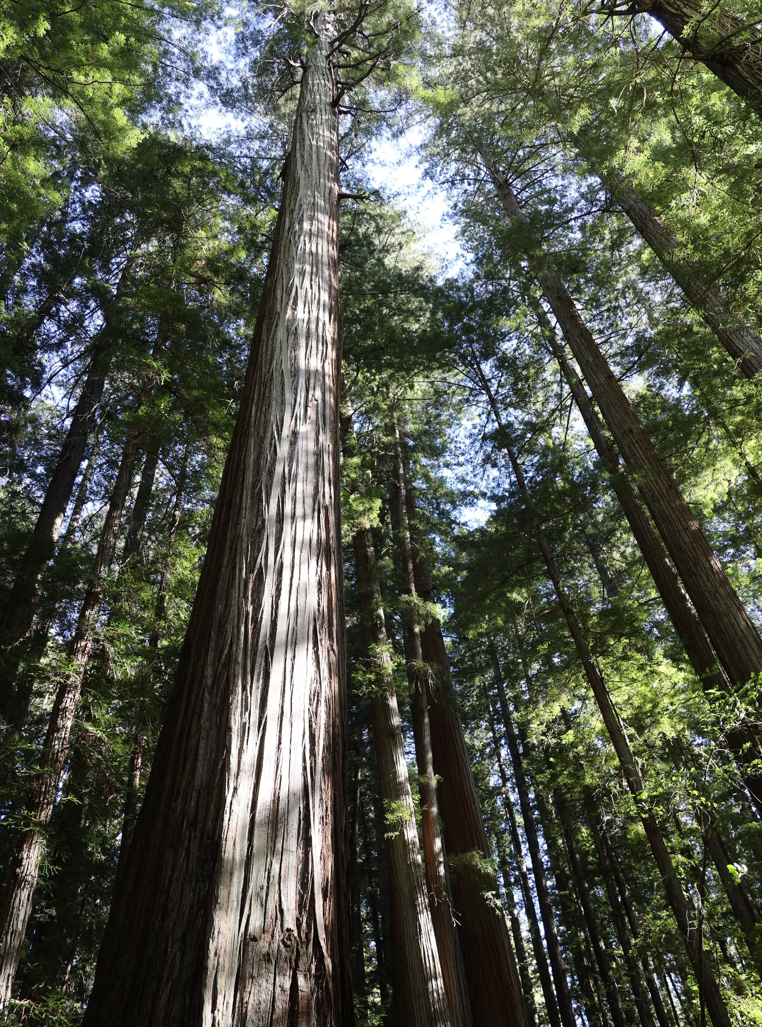 Not pottery this time: Trees. The redwood forests of northern California are the place I have returned most often in my travels. If there is a more spectacular place on earth, please tell me. The Humboldt Redwoods are particularly astounding. 100 of 