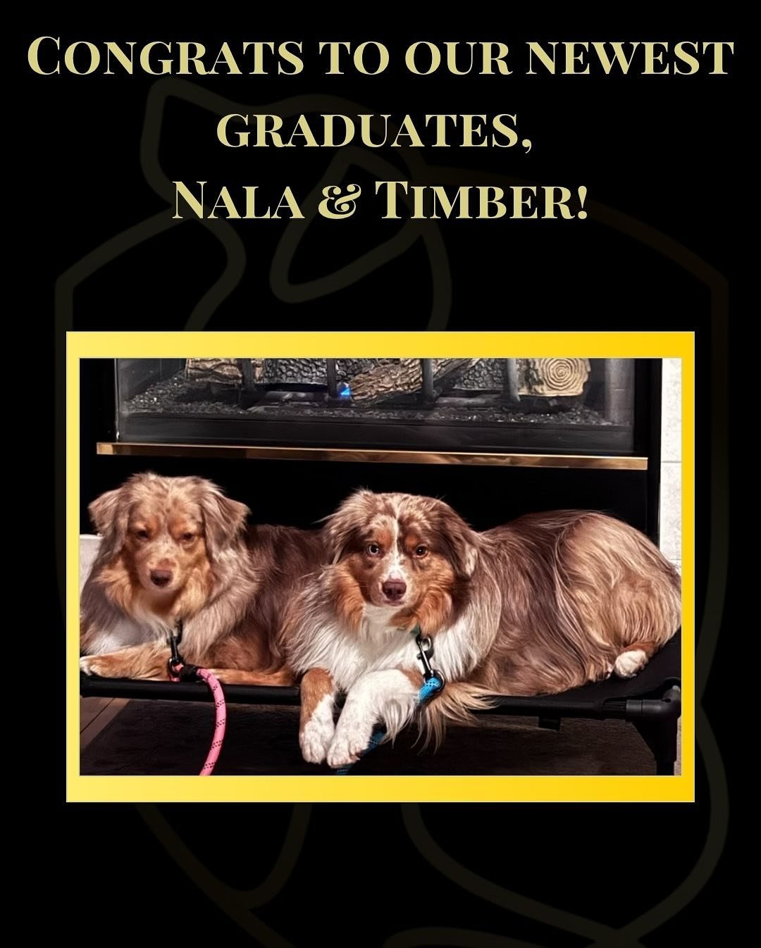 Congratulations to our two newest graduates, @timbernalajourney!
When they first came to us, they needed some guidance and encouragement surrounding dogs—especially when it came to barrier reactivity and aggression around the fence. Through de