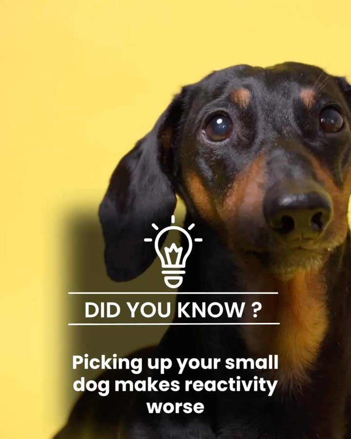 Did you know that picking up your small dog can actually increase their reactivity?
While it may feel instinctive to scoop them up when faced with a trigger (like another dog or a stranger), this reaction can unintentionally reinforce insecurity and