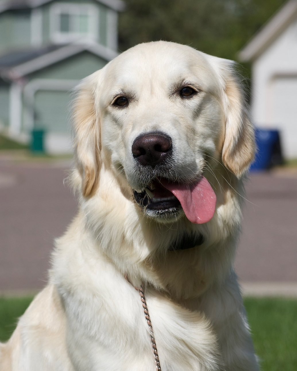 EXCITING NEWS 🎉
We’re thrilled to offer virtual dog training sessions — bringing expert support to you, wherever you are!
Whether you’re working through reactivity, fear-based behaviors, or just need help with basic manners, our
