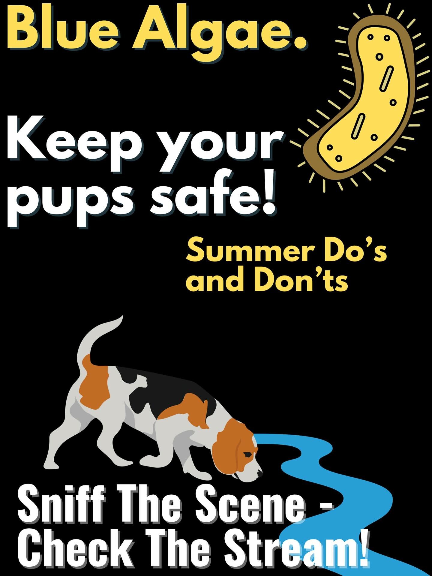Sniff the scene, check the stream!
With the recent heat wave here in Colorado, algae blooms are likely to pop up. These blooms thrive in warm, stagnant water—so they’re more common during the hotter months.
Fortunately, Colorado’s
