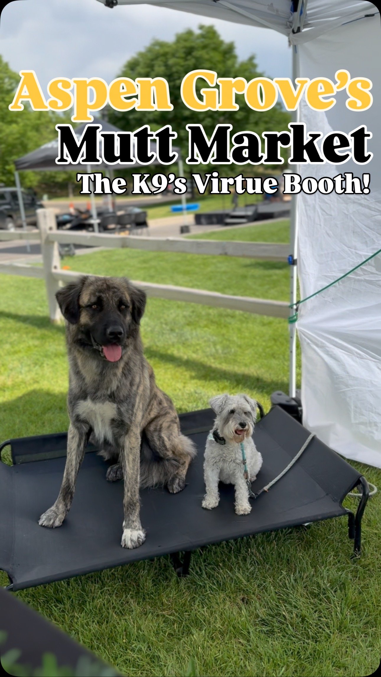 Huge thanks to @aspengrovectr for hosting such an amazing Mutt Market!
Our team had a blast meeting so many new faces—both human and canine!
We also want to give a big shoutout to our current pack for stopping by to say hi. We loved seeing yo