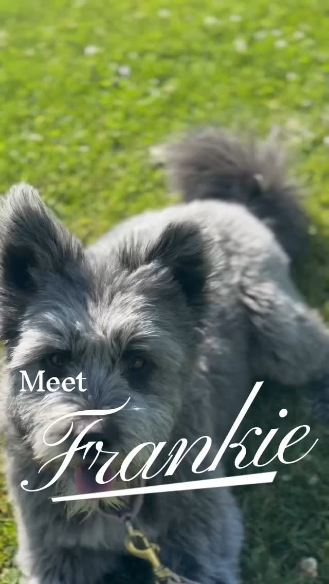 Meet Frankie!
When she first came to us, Frankie was full of excitement, prey drive, and a whole lot of mischief. With a mix of two high-energy working breeds and a bit of Chow, she was truly a force to be reckoned with!
Through structured obedience