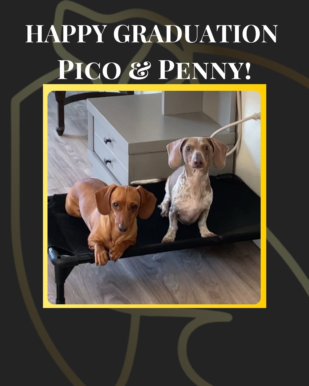 Happy Graduation to our two favorite weens, Pico & Penny!
These two came to us with some big feelings toward both people and other dogs. Once we uncovered the root of their reactivity, we got to work—focusing on building their confidence no