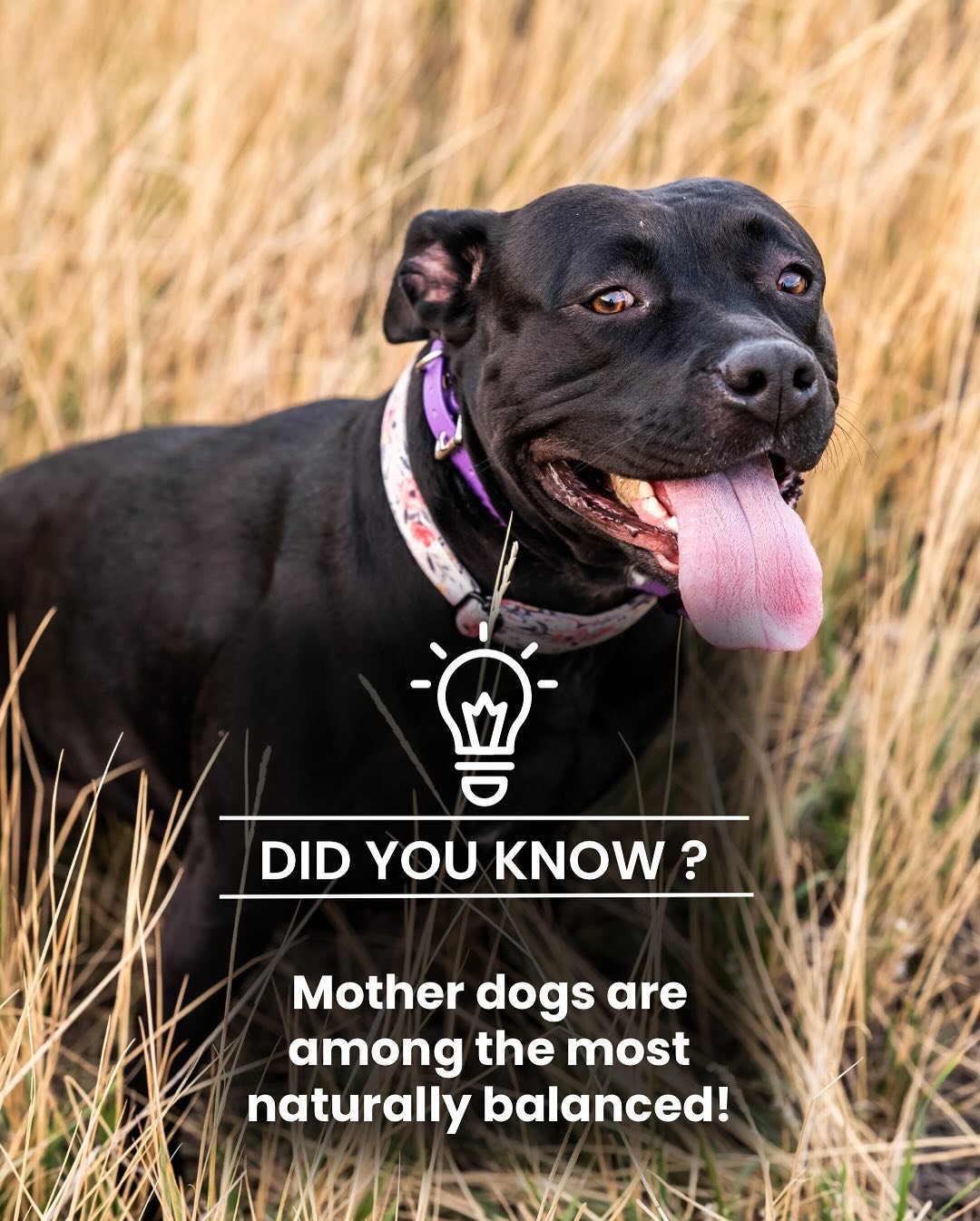 Did you know?
Female dogs that have raised puppies often become naturally balanced and socially skilled. Through the experience of teaching and correcting their puppies, mother dogs learn how to set clear boundaries without overreacting. This helps t