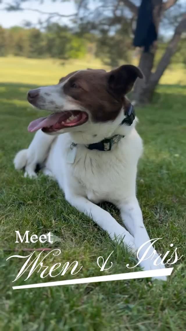 Meet Wren & Iris!
When they first joined us, both were struggling—reactivity on walks, difficulty with visitors at home, and a lot of underlying anxiety. To avoid overwhelming Wren and damaging his confidence, we kept my direct work with hi