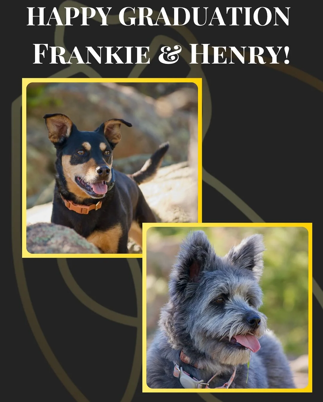 Congratulations to our graduates, Henry and Frankie!
These two joined us looking for structure and discipline, especially with walking politely and greeting guests at home. Along the way, we fine-tuned their obedience skills and even introduced some