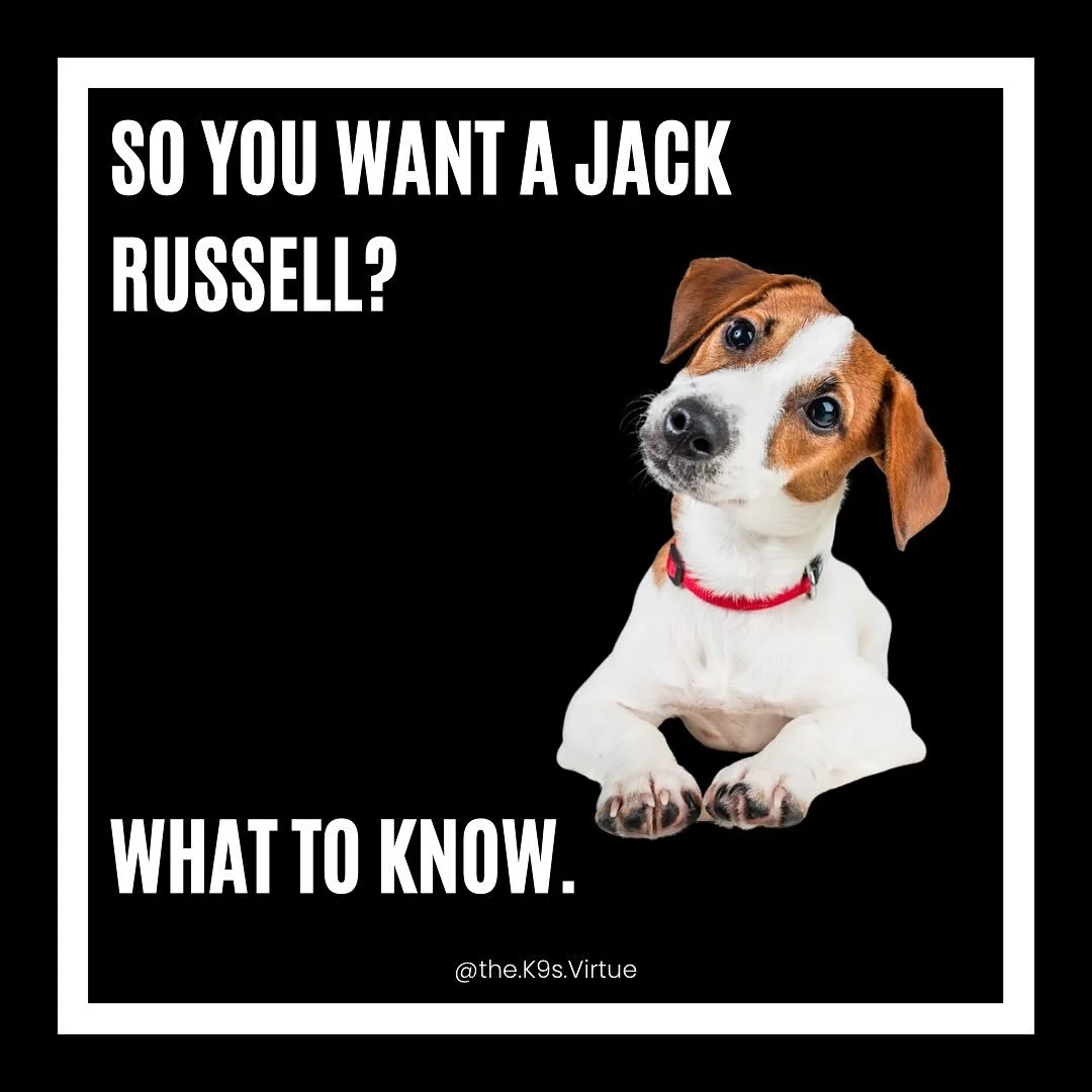 So, you’re thinking about getting a Jack Russell Terrier?
Here are a few important things to consider:
This breed is high-energy, high-drive, and incredibly intelligent. They’re not typically suited for the average dog owner. Jack Russel