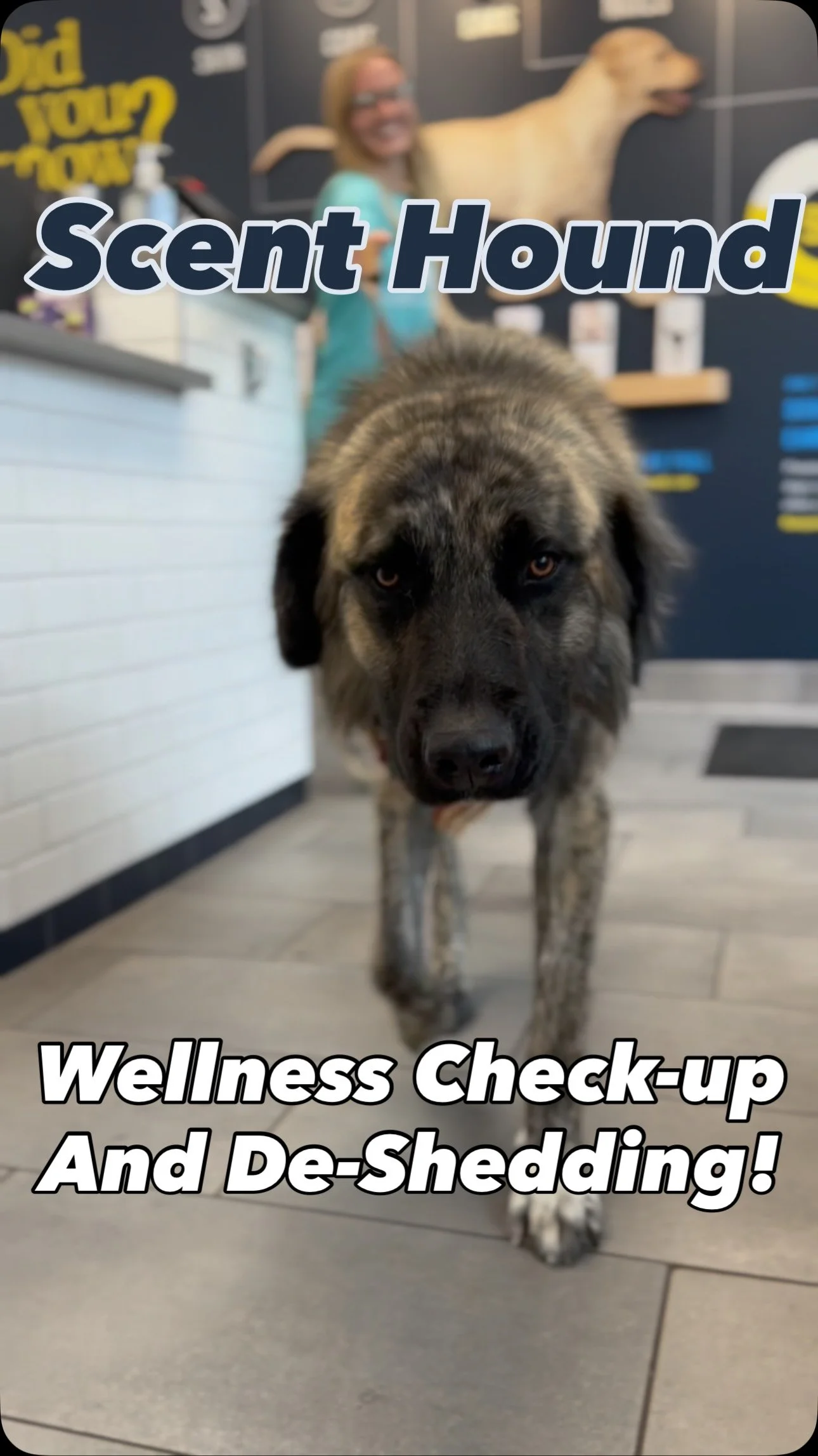 Atlas had his first wellness check and groom at @scenthound Littleton — and we couldn’t be happier with the care and clean he received! πΆβ¨
Scenthound focuses on routine care that keeps dogs clean, healthy, and feeling their best —