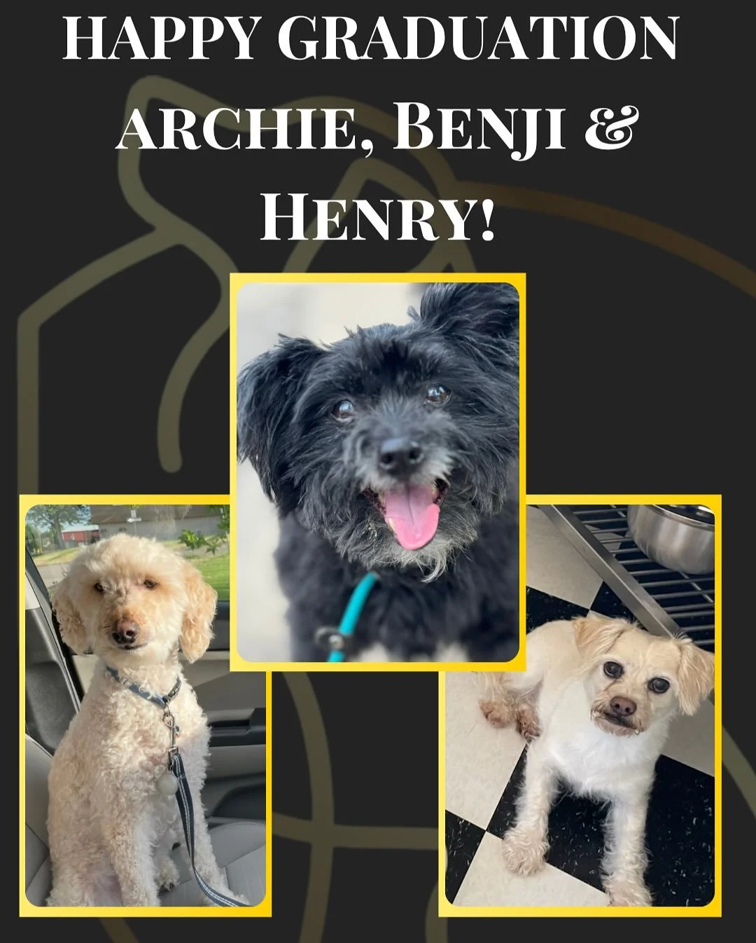 Meet our golden boys! These three once struggled with some anxious habits, but with a little emotional regulation practice, they’ve learned to let go of the stress and embrace life to the fullest!
Great job!