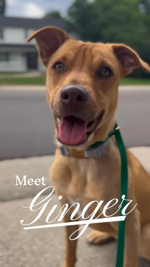 Meet Ginger! She came to us bursting with energy—reactive to dogs, chasing leaves, pulling, and even redirecting onto her sister or owners when she spotted a trigger.
We stepped in with a clear, consistent structure both at home and on walks.