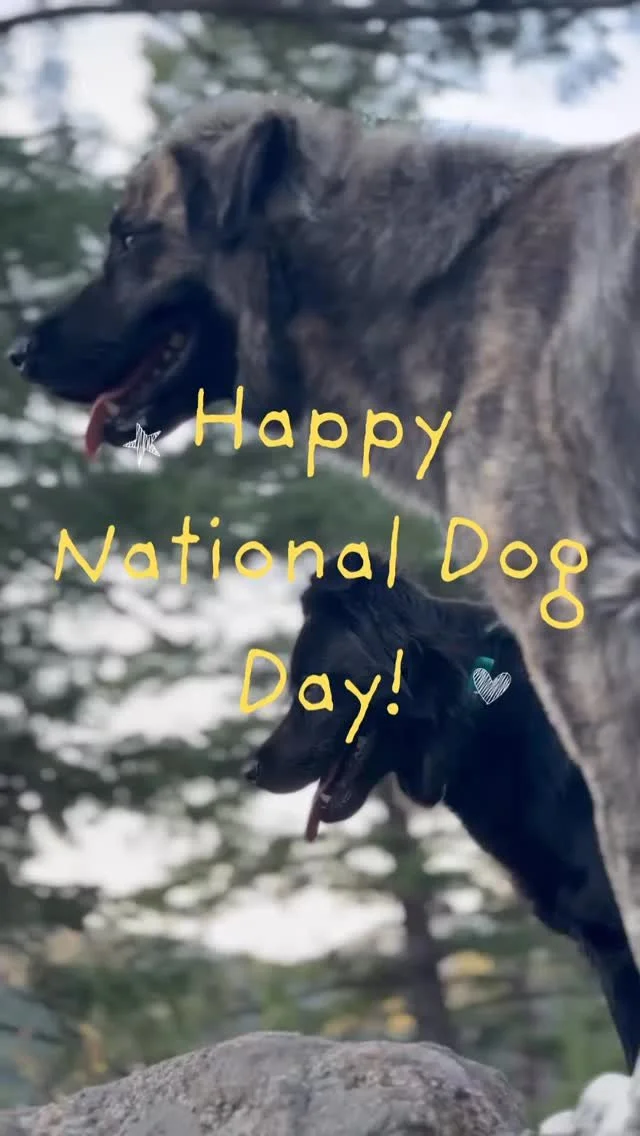 Happy National Dog Day! πΎ Grateful for all the pups who made this year extra special—thanks for filling it with love, laughter, and wagging tails!
—
#dogsofinstagram #coloradodogs #dogtraining