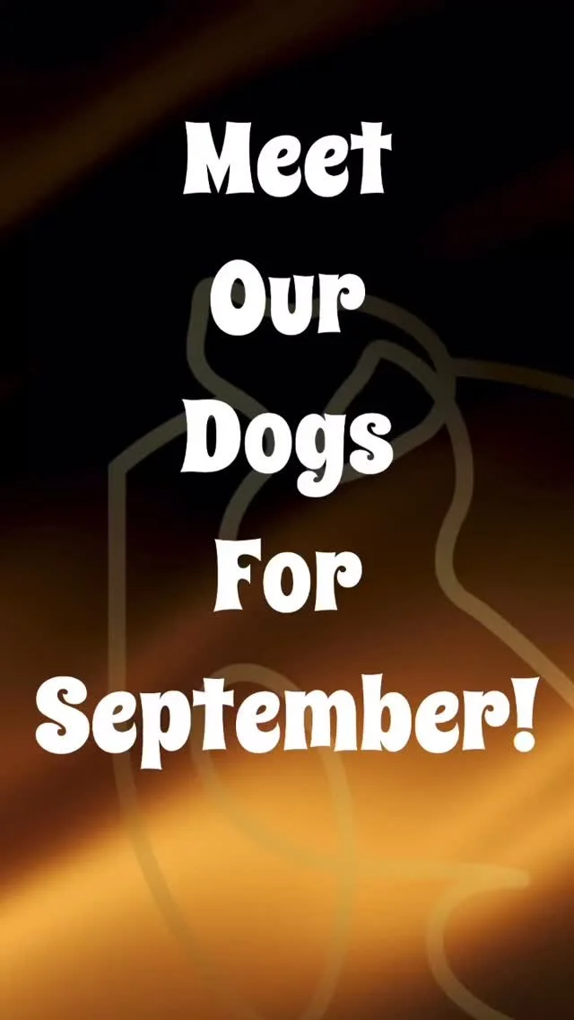 Meet our September lineup!
First up is Harley, our pittie princess.
Next is Kevin the great greyhound!
Then comes our little gentleman, Otis.
After that, the wild lab, Ryder.
Following is loud and proud Lando.
And finally, wrapping up his puppy trai