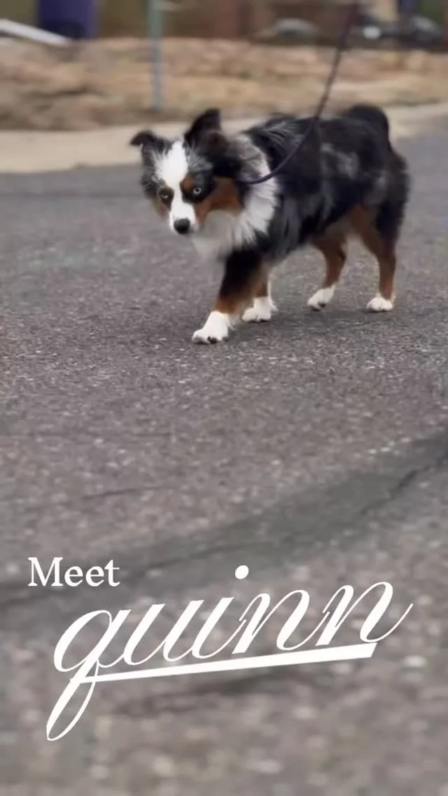 Meet Quinn! This determined little lady came to us with some challenging behaviors—barking, reactivity toward dogs and people, and even lunging at passing cars, putting herself at risk. With the right structure, clear boundaries, and consistent