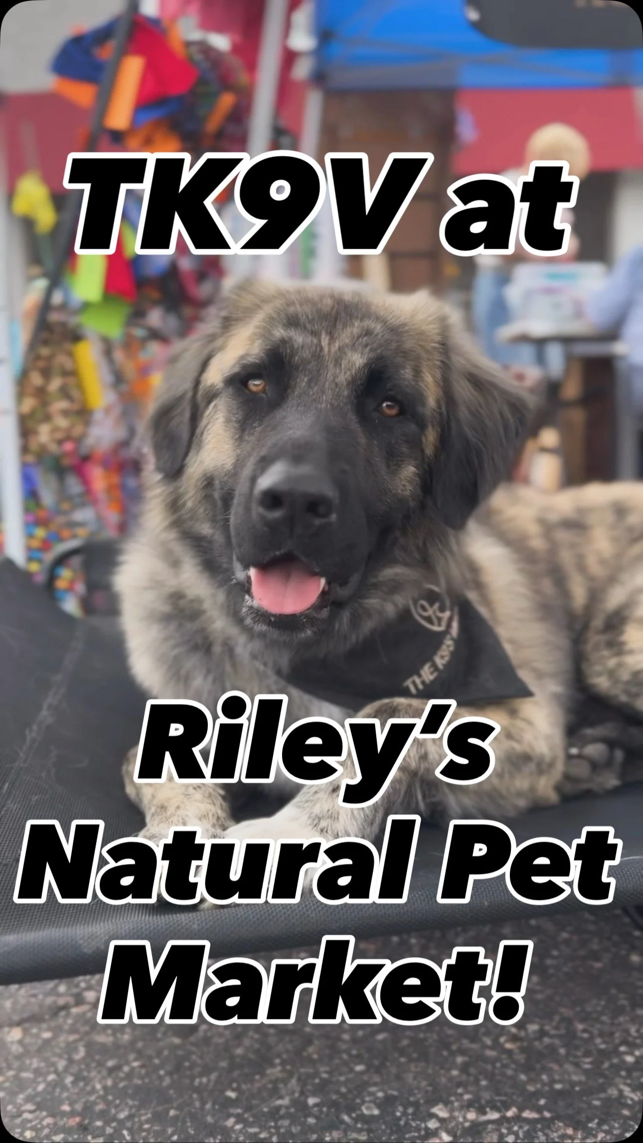 Huge thanks to @rileysnaturalpetsupply for hosting such a wonderful event! We had a great time connecting with fellow vendors, meeting new friends, and seeing some of our own pack members who stopped by.
If you weren’t able to join us this week