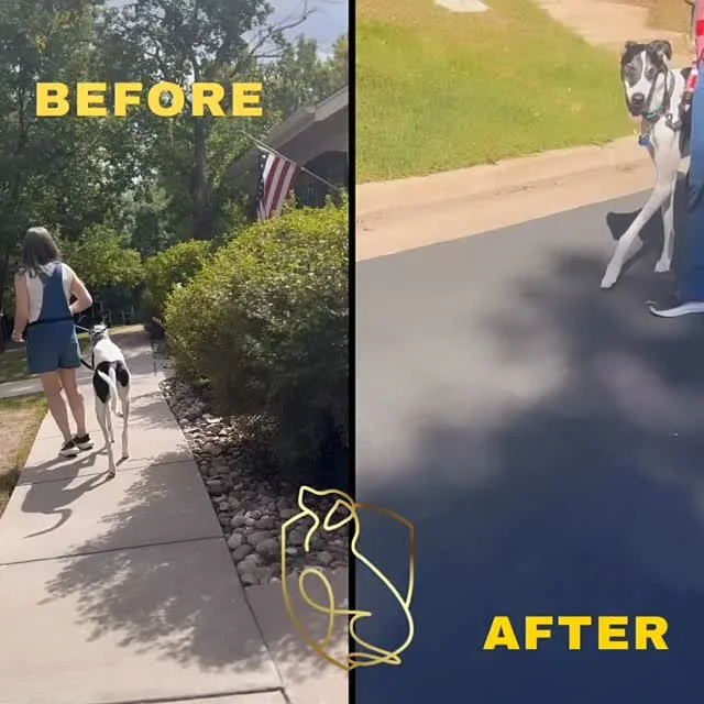 As we head into week three of training, Kevin being one of the largest dogs I’ve ever worked with — has made incredible progress with his reactivity. Just a week ago, the sound of another dog would send him over the edge. Now, he can walk