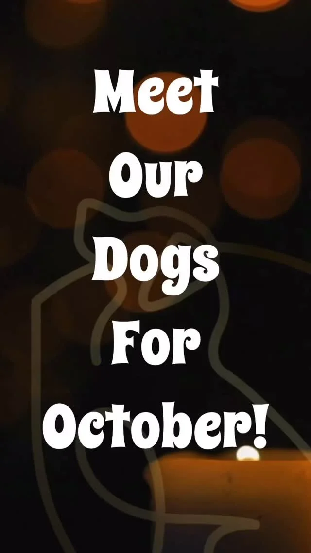 Meet our October lineup!
First up, we have Ryker — this boy graduated from our puppy program and is now ready to take on the world with his E-collar training!
Next, meet Moose and Sig — these two are joining our obedience program to tight