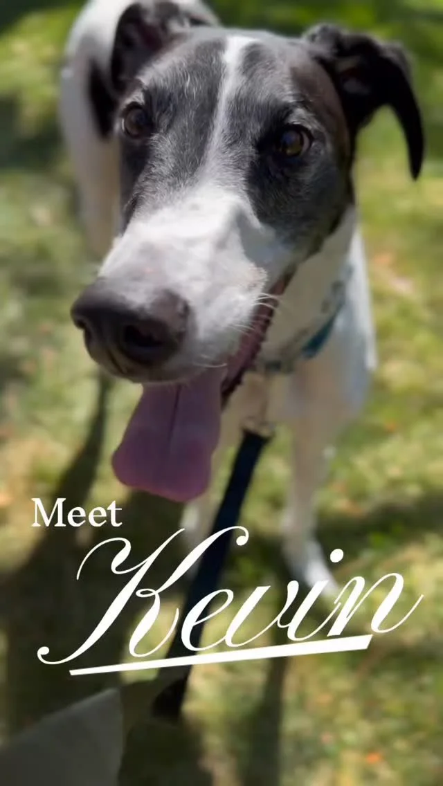 Meet Kevin!
Kevin came to us with some pretty intense reactivity and generalized anxiety. Through consistent work on emotional regulation and clear expectations both inside and outside the home, this big guy showed just how capable he truly is!
He w