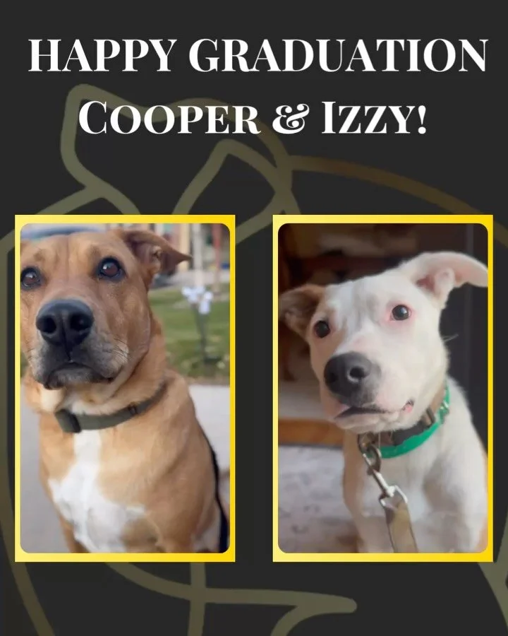 Happy graduation to Cooper &amp; Izzy!
This brother&ndash;sister duo came to us with reactivity at the door and on walks, but with lots of hard work and dedication from their family, they&rsquo;ve made incredible progress. They&rsquo;re now enjoying 