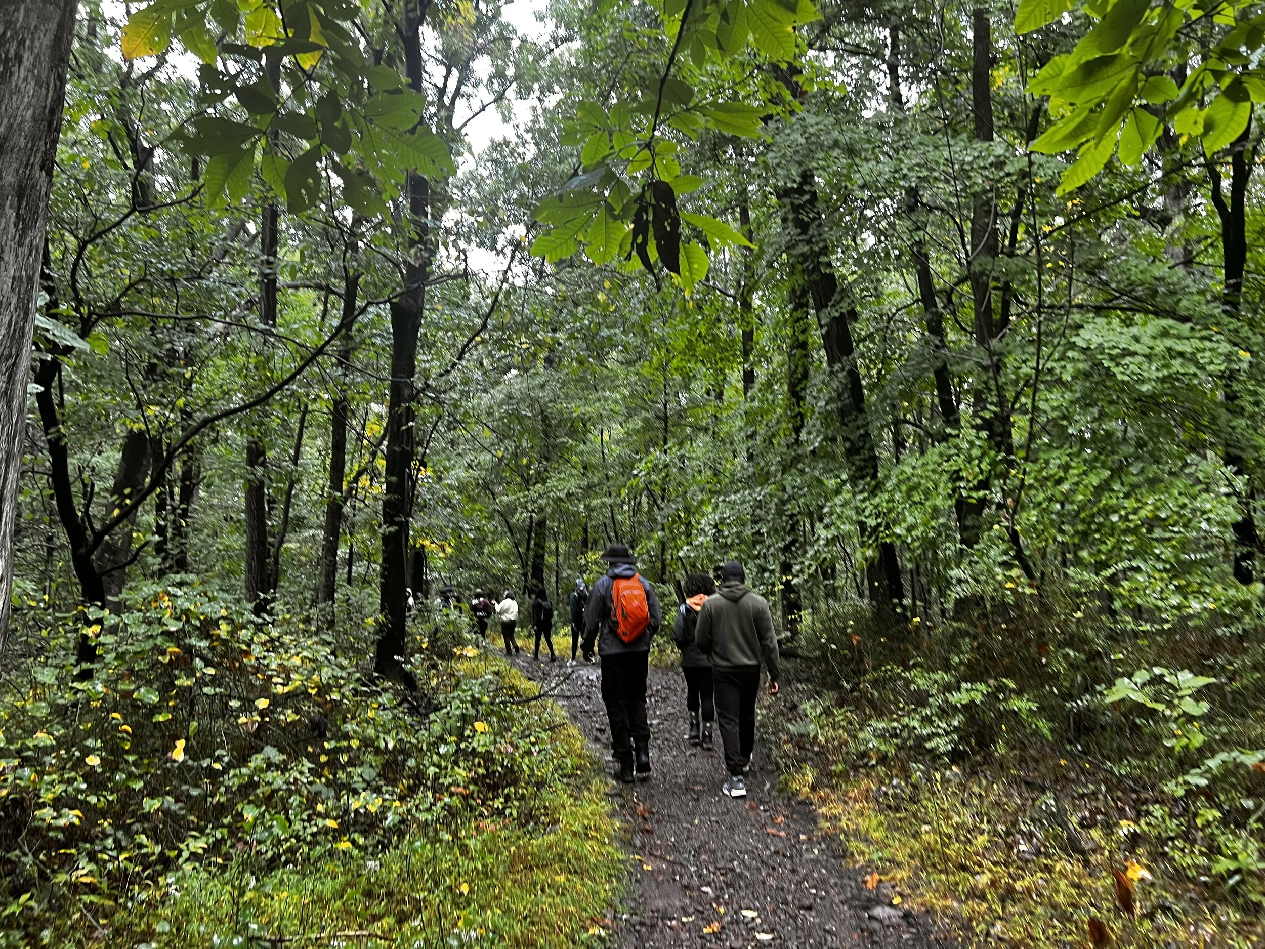 People walking on a trail through a dense forest with lush green trees and foliage.