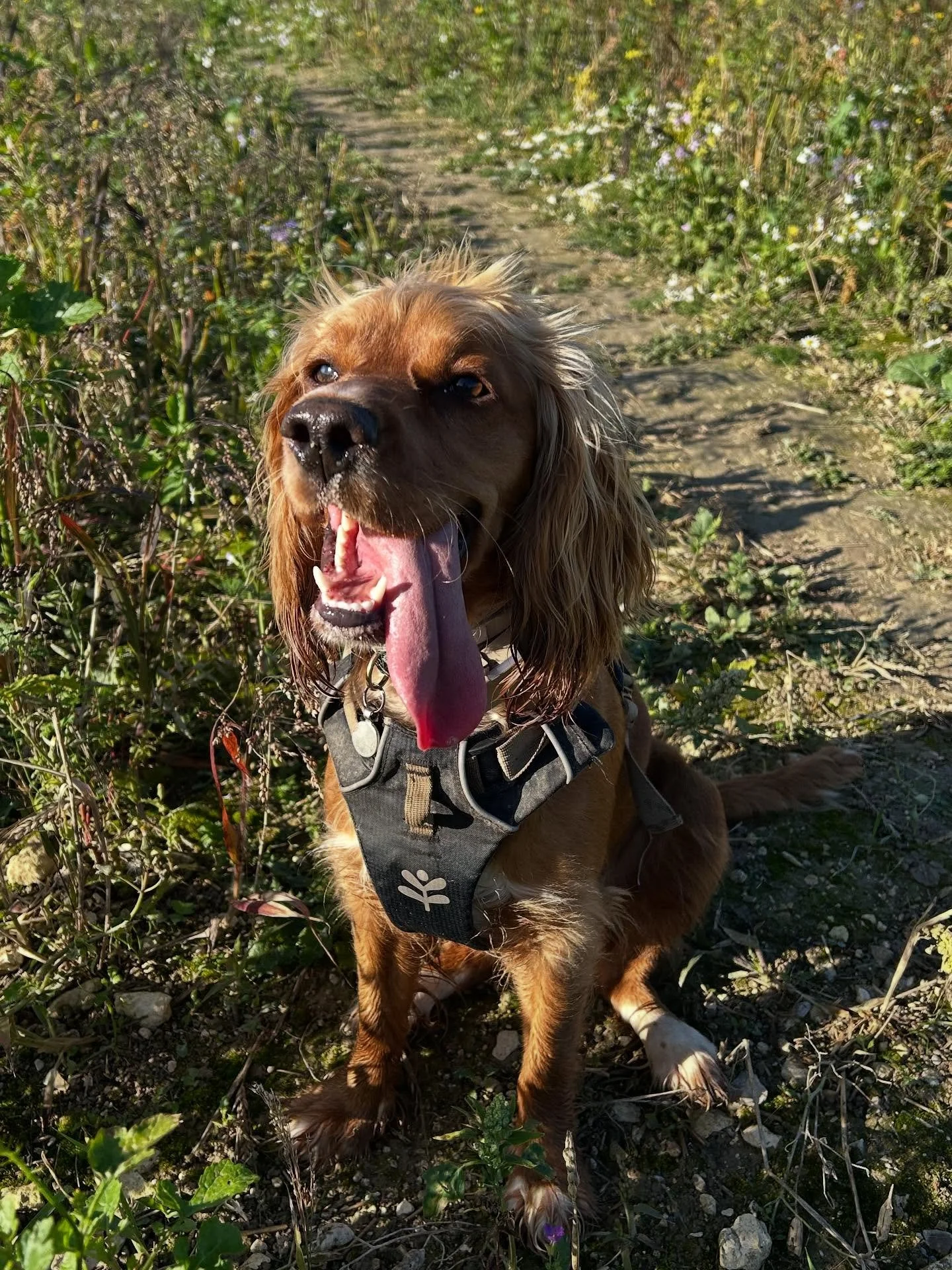 Clover&rsquo;s 🍀made up 1st birthday is today, unfortunately because she was dumped I don&rsquo;t know when her actual birthday is, so we&rsquo;ll celebrate today. 💚

I have far too many photos of this beautiful soul that entered my life last Decem