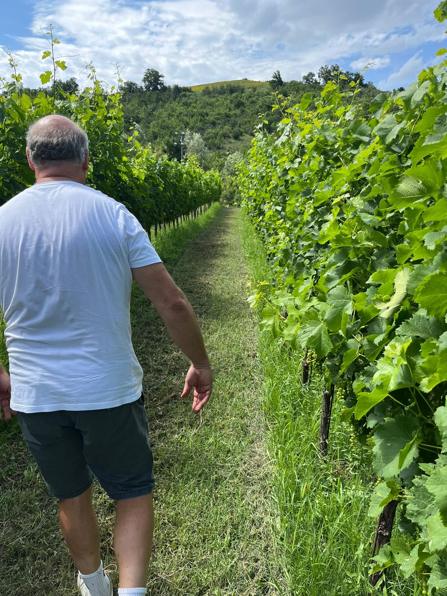 Sustainable Wine, Slow Decisions: Why Federico Aldrovandi Only Bottles ...