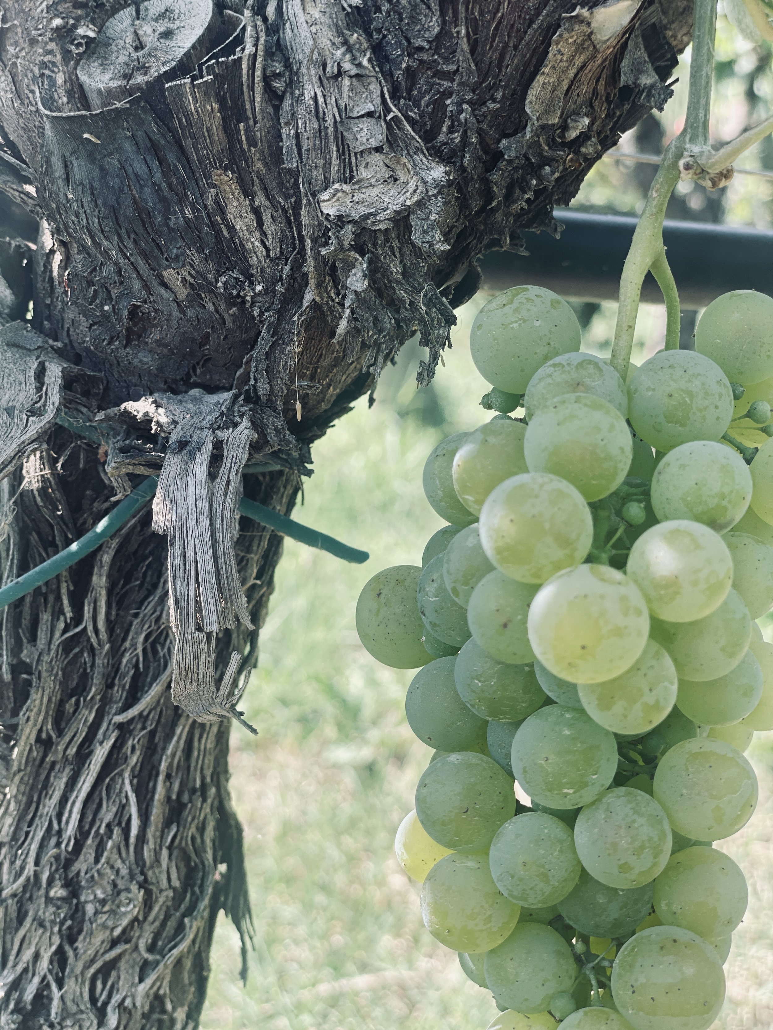 Close-up image of green grapes hanging on a vine next to a textured tree trunk.