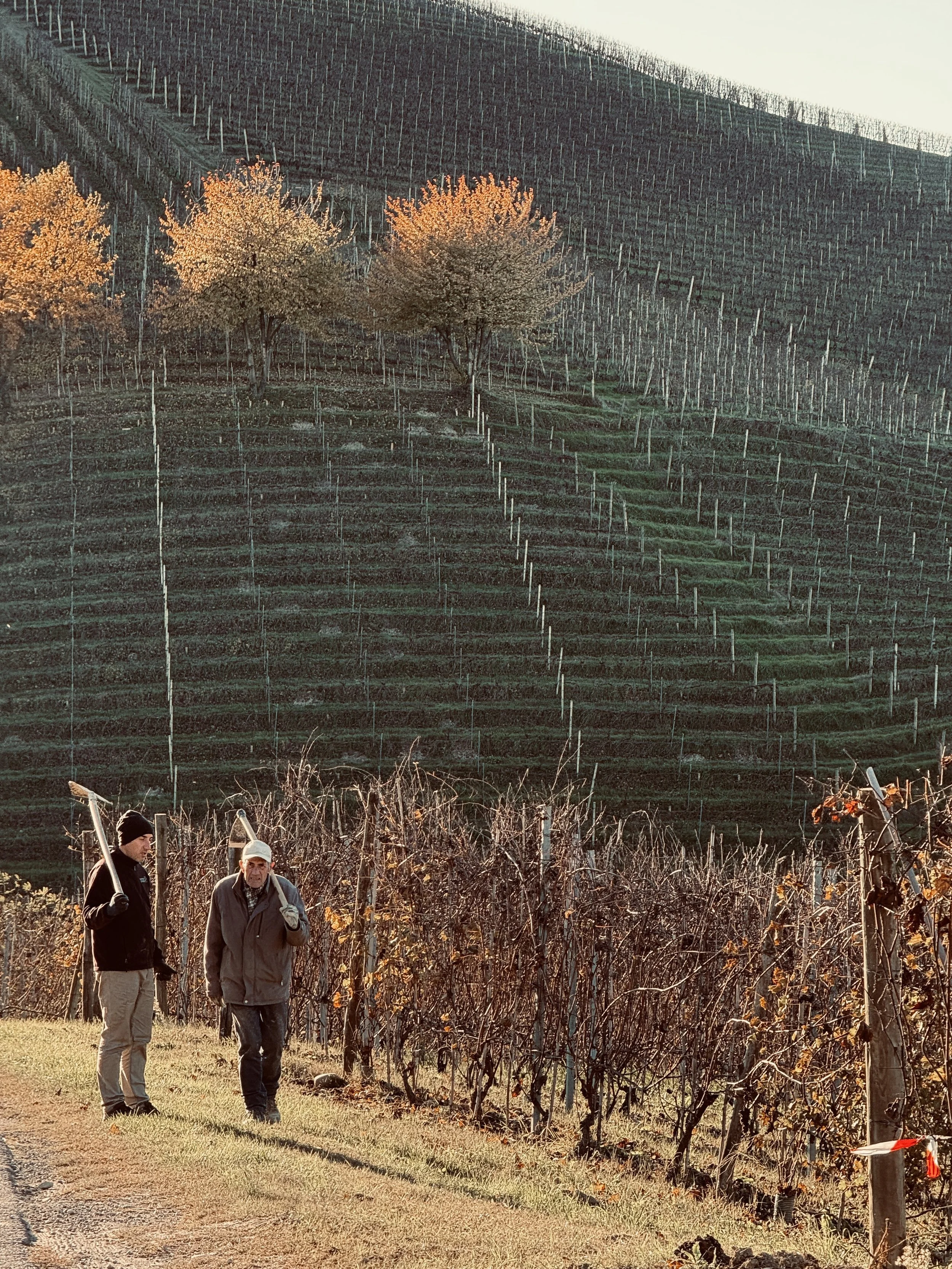 The art of Italian wine: From small producers to your Danish table