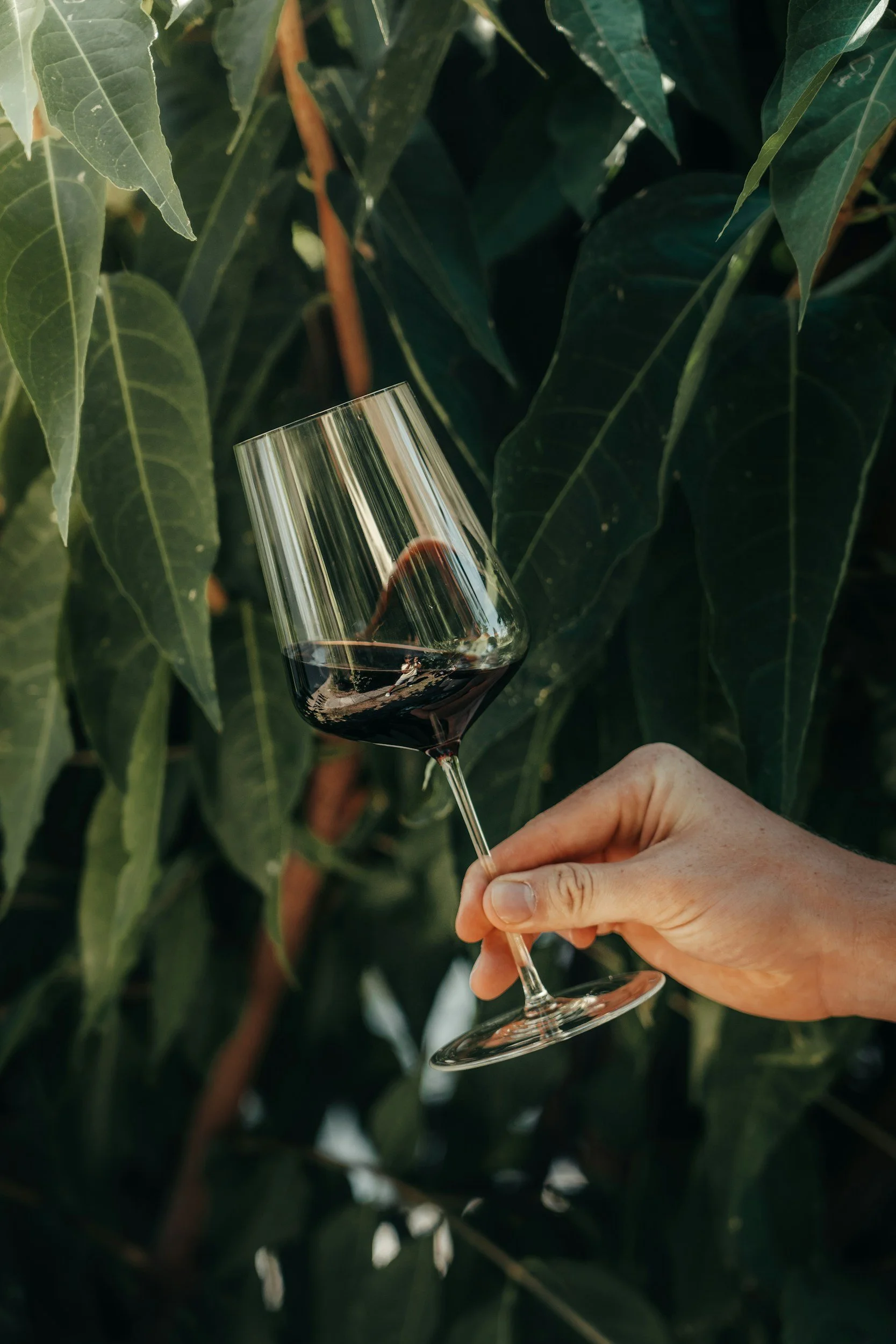 A hand holding a glass of red wine in front of green leafy plants.