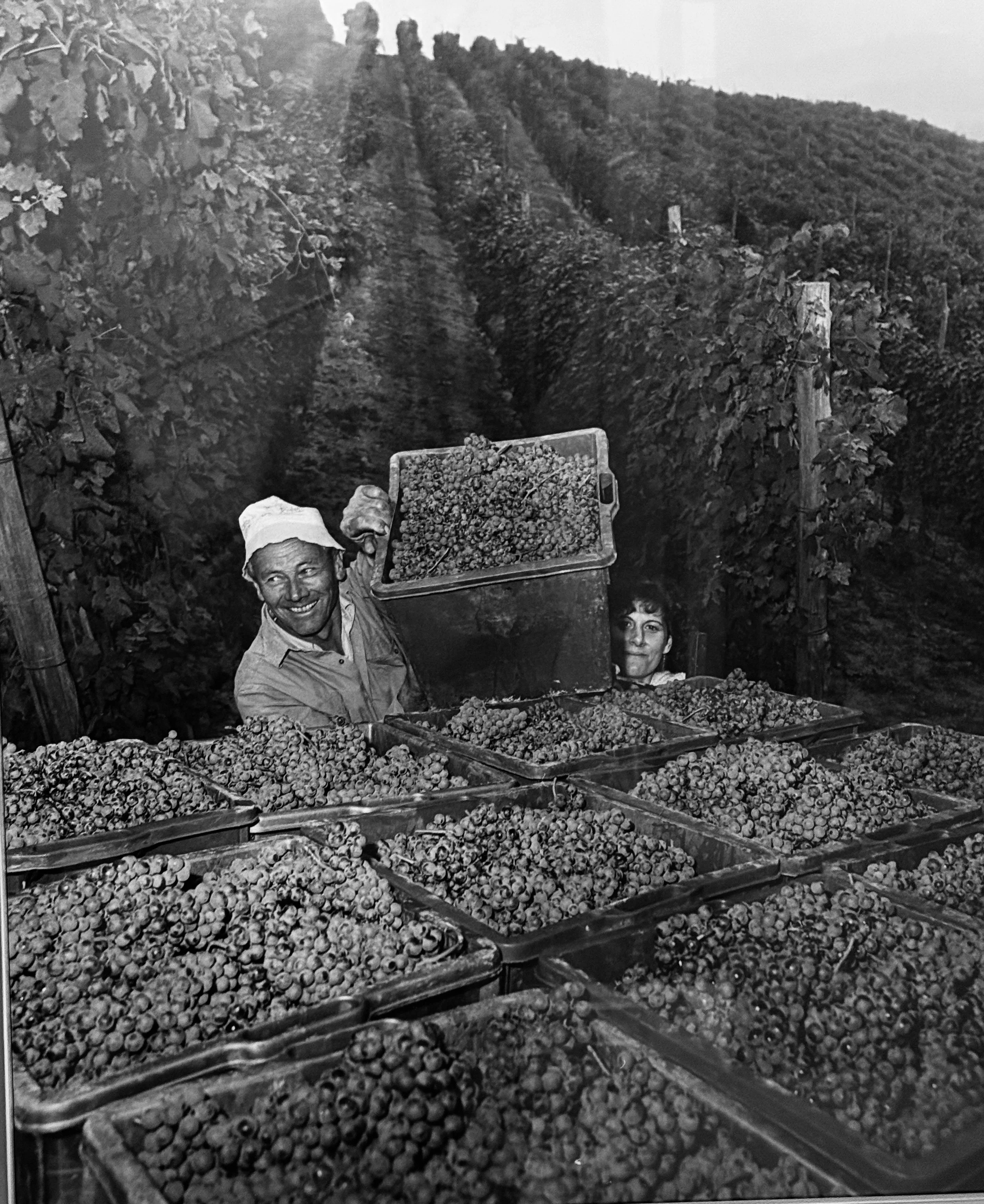 Nebbiolo: The noble grape of Piedmont