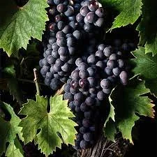 Beyond Barolo: The quiet elegance of Montepulciano from Italy’s Adriatic Coast