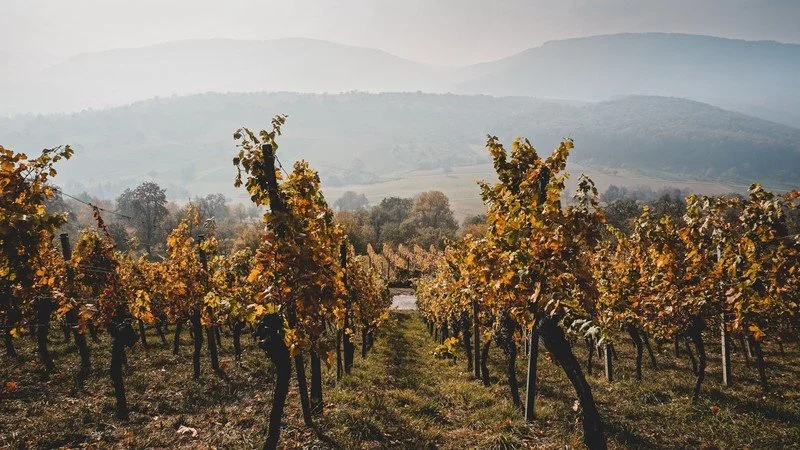 Climate change and the future of the Montepulciano grape: A delicate balance