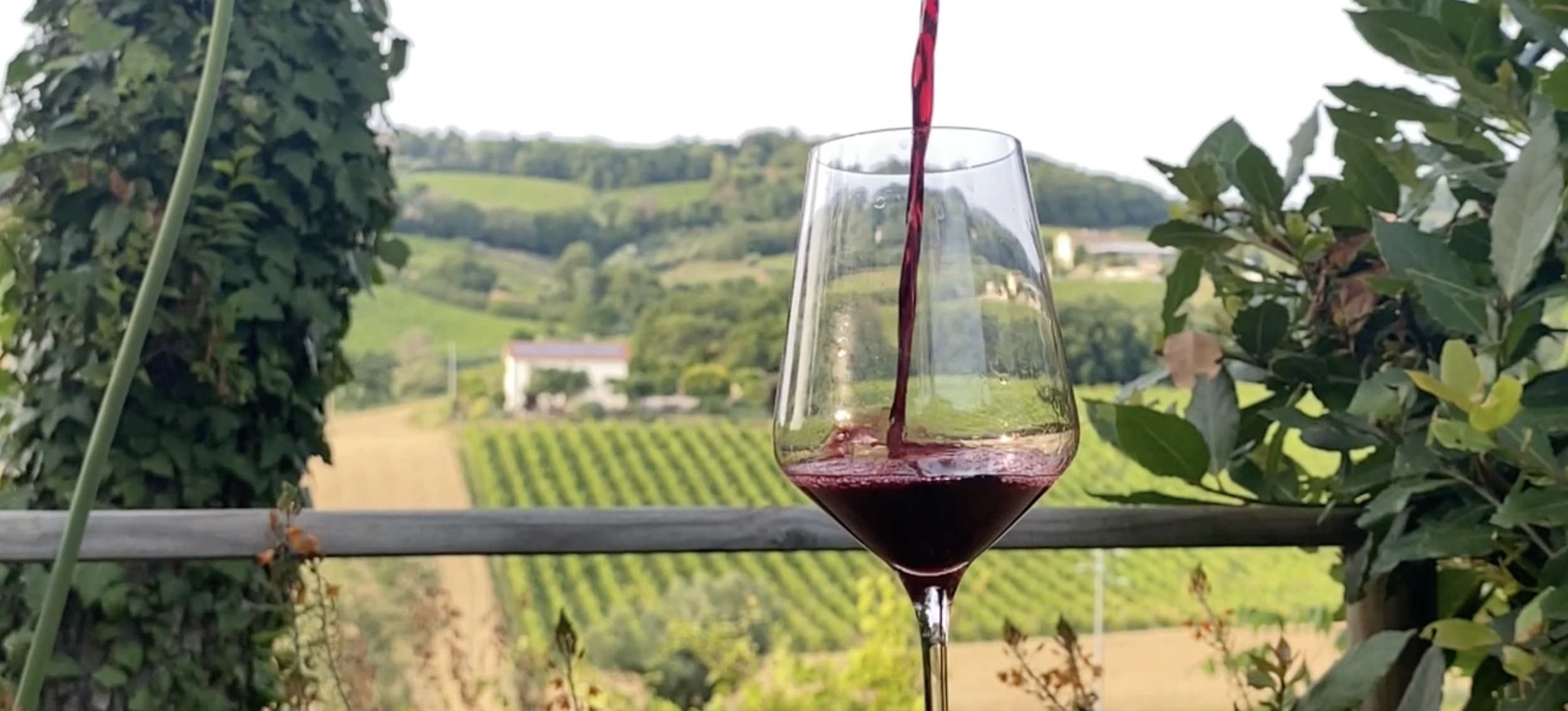 Wines with a sea breeze: Monte Conero’s Hidden Jewel, Tenuta Lanari
