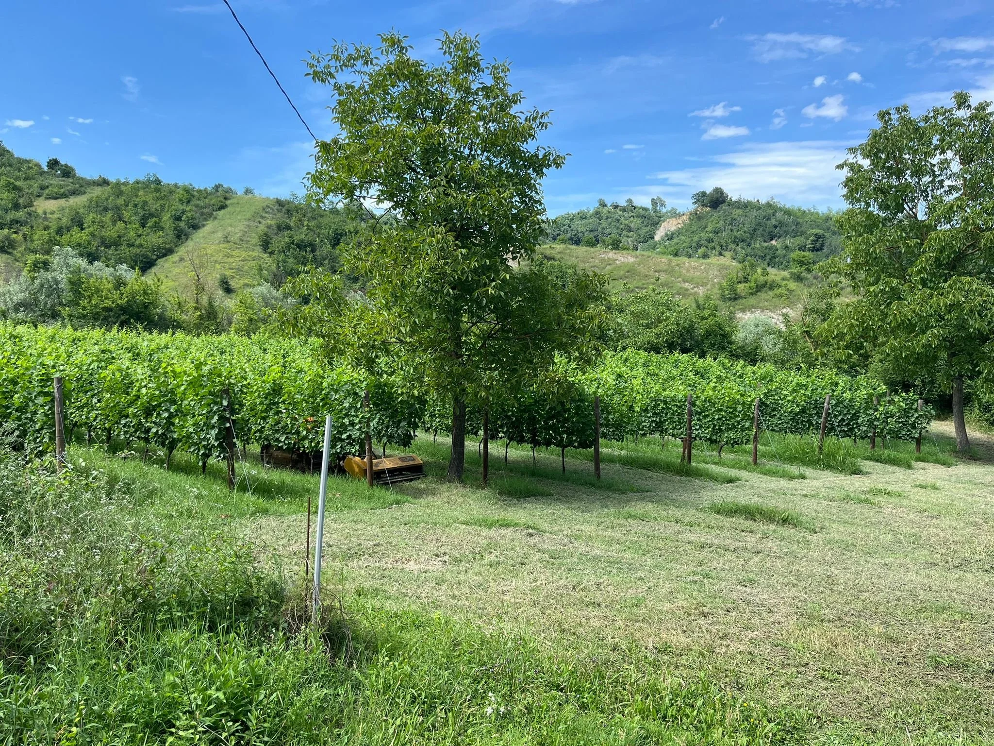 Bolgheri: Where Innovation Took Root in Italian Soil