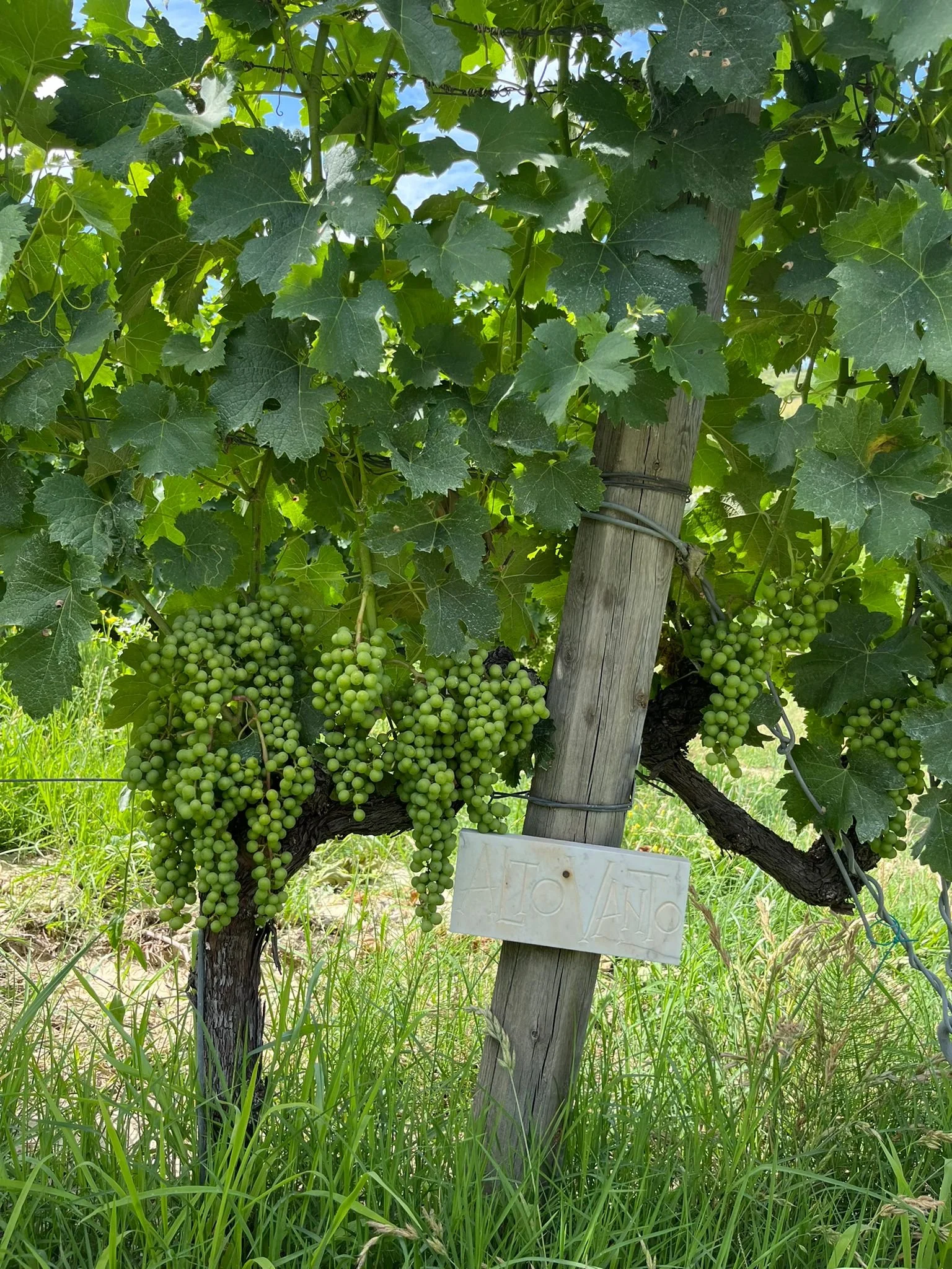 Pignoletto: The Soul of the Colli Bolognesi, Bottled